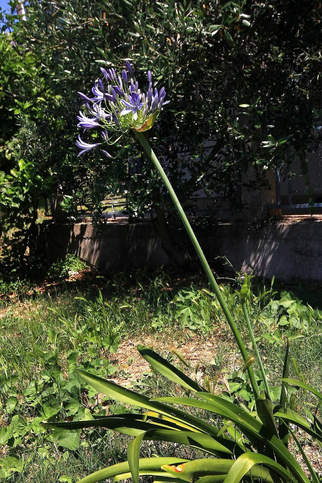 Foto 11 von 35: 2-Zimmer-Ferienwohnung mit Terrasse und Meerblick Viganj, Peljesac -a