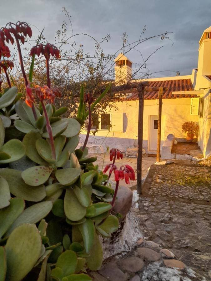 Olive -Casa da Boavista 1
