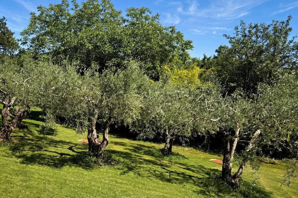 Foto 9 von 30: Marisa Olive Grove - App Aria, Labin, Croatia