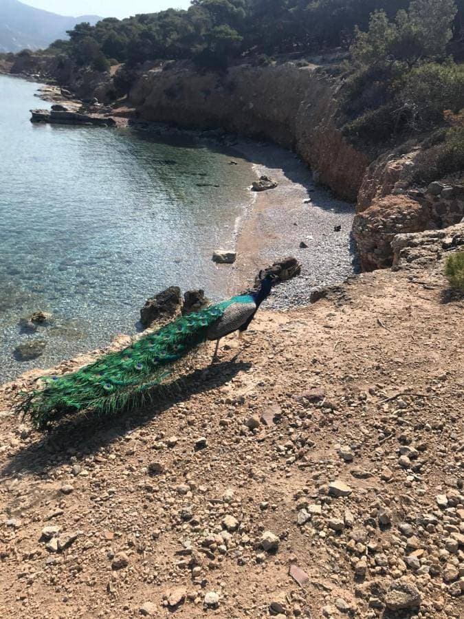 Garsoniera si apartament cu teresa, deasupra unei livezi cu fistic. Vedere la mare si la Insula salbatica Moni 1