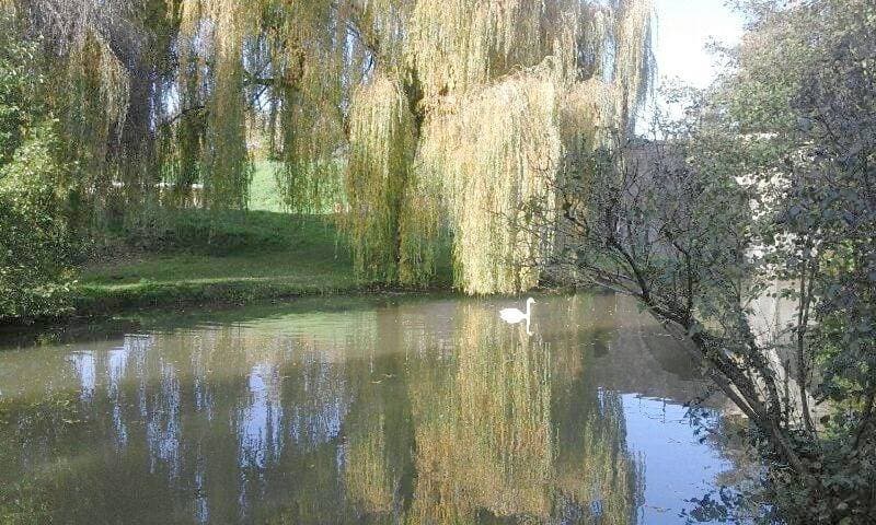 Le Clos des Cygnes 1
