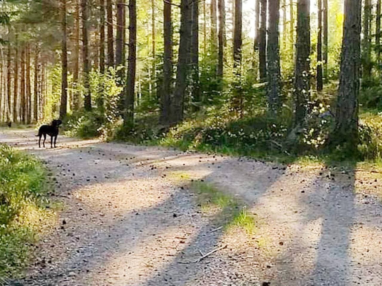 Foto 11 von 26: 5 Personen Ferienhaus in Gamleby