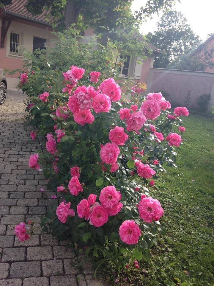 Foto 12 von 25: Double Room with Garden View