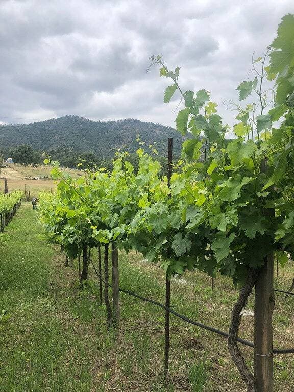 Foto 11 von 19: Mid-Mod Boutique Weingut Gästehaus