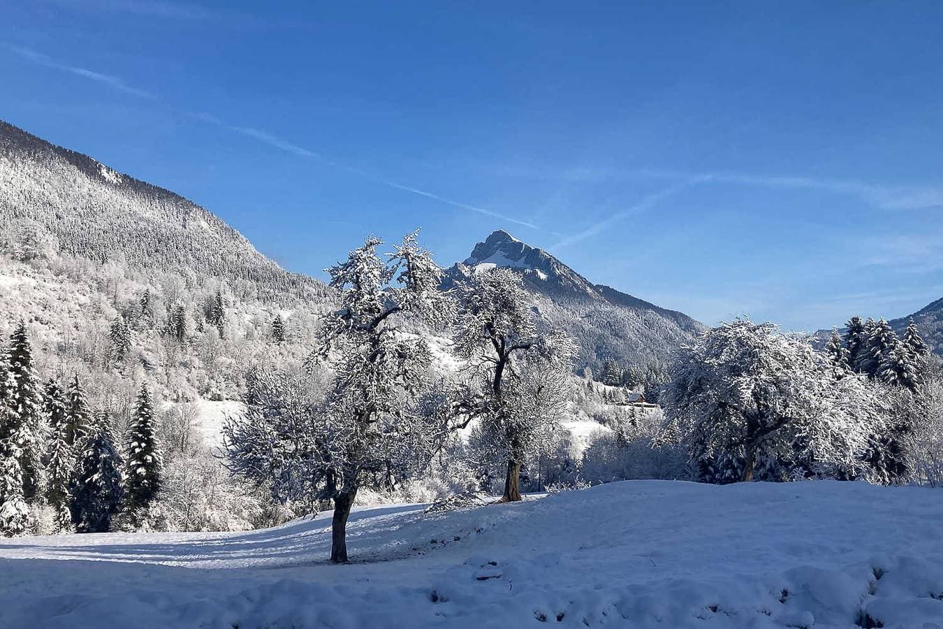 Foto 6 von 25: La Centaurée