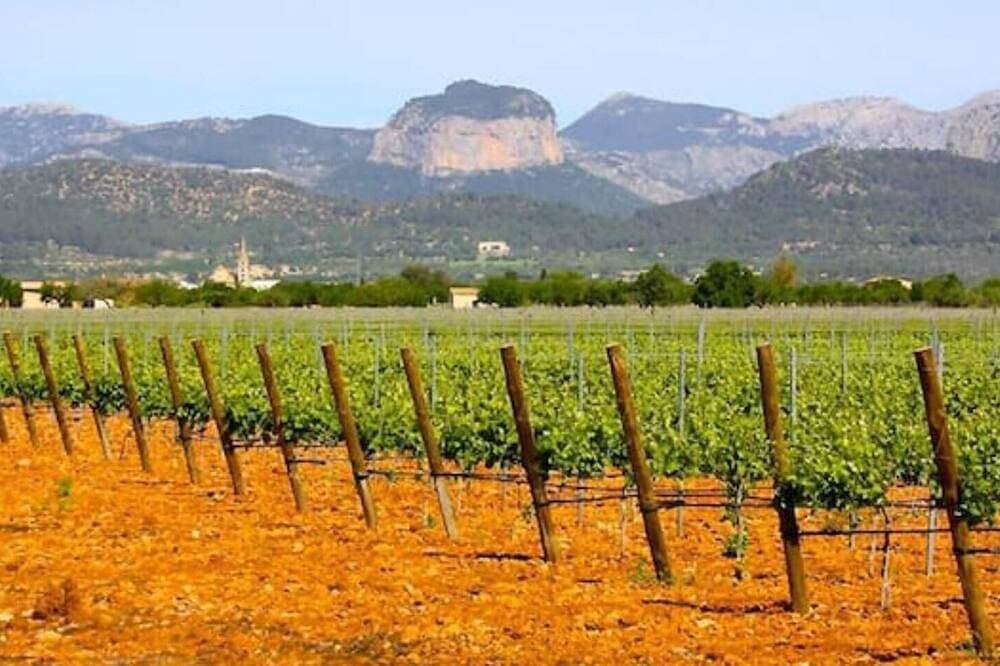 Foto 12 von 24: Villa Ponent, your little paradise in the middle of more than 1200 olive trees