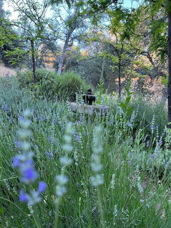 Foto 5 von 36: Schönes Ranch-Cottage nahe Kings Canyon und Sequoia Nationalparks