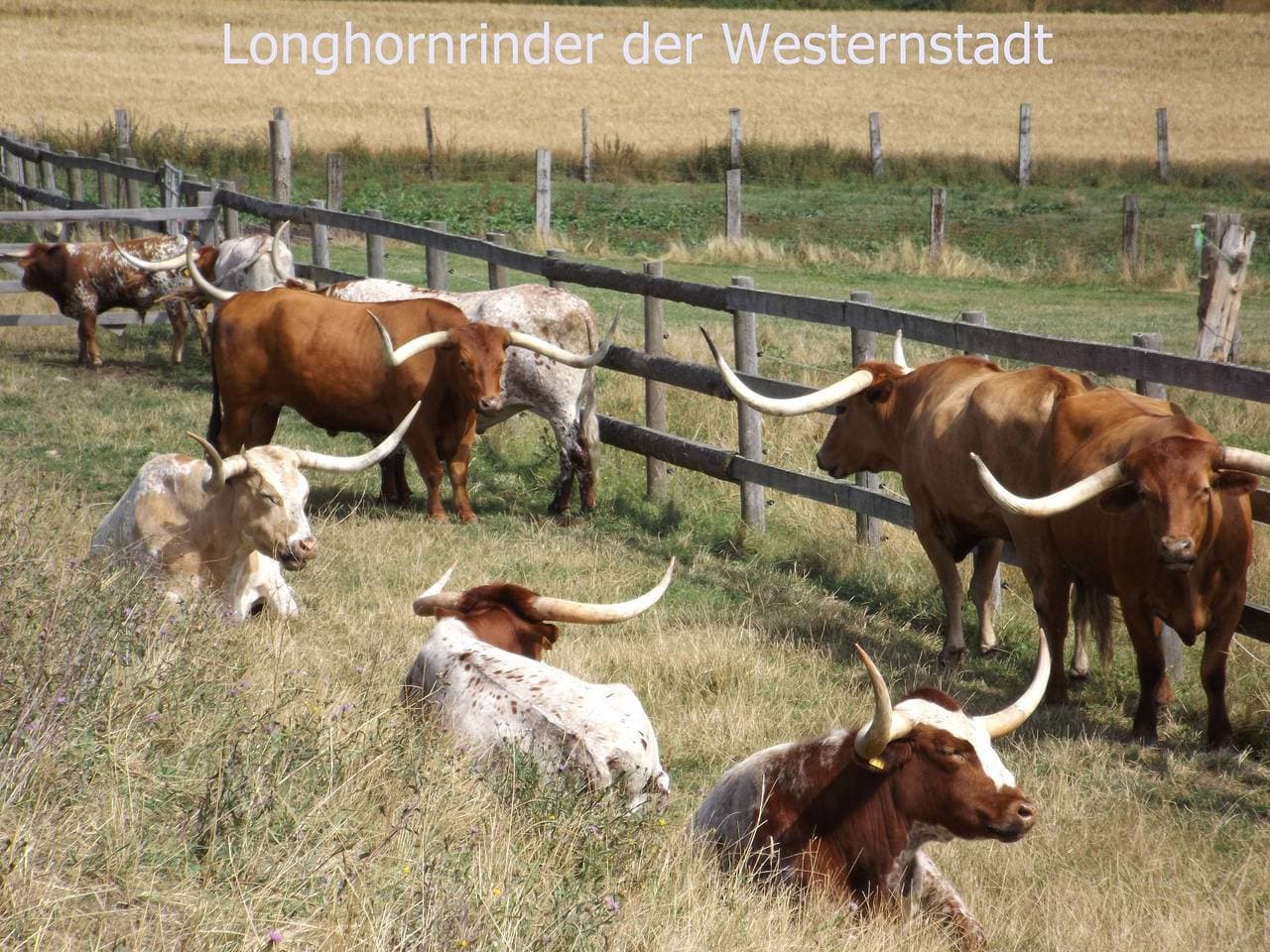 Foto 12 von 18: Harzhaus Fewo Gartenblick
