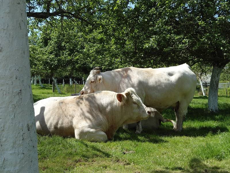 Foto 10 von 16: Gîtes de France® - Cottage Ferme Hérault