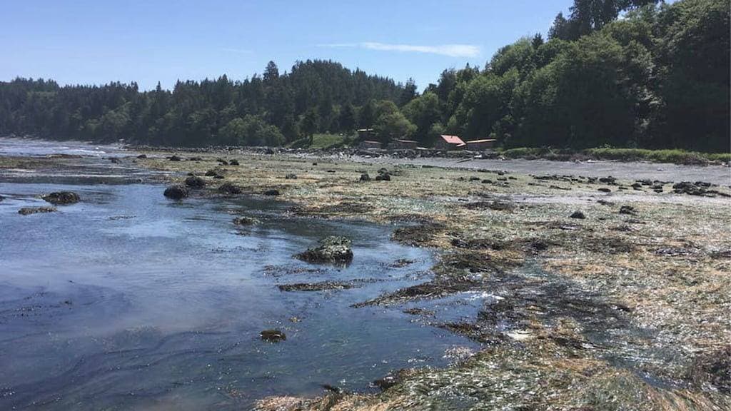 Foto 3 von 10: Strandzelt Camping auf der Straße von Juan De Fuca (T12) - Whisky Creek Beach