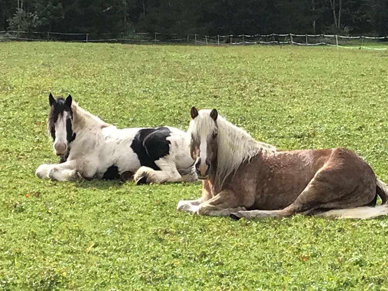 Foto 12 von 29: Pony-Ziegen-Hasen-Ranch in Bichlbach