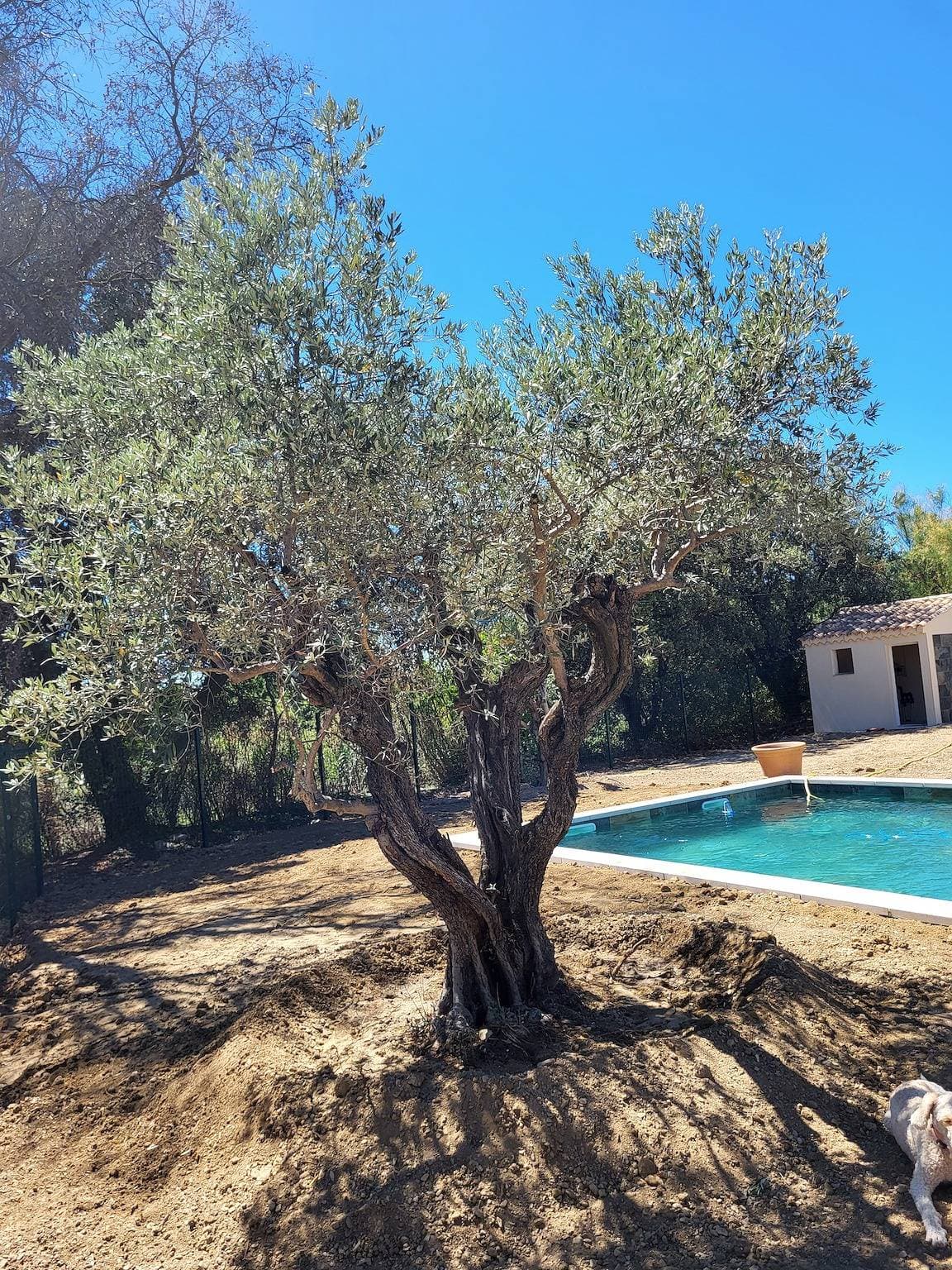 Foto 3 von 11: Wunderschöne Villa mit privatem Pool in Aubignan