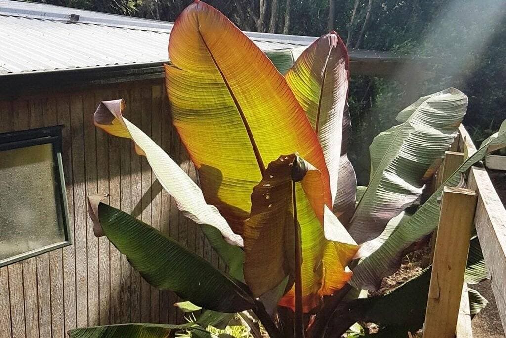 Foto 11 von 15: *** Waiheke Island - Buchen Sie 4 x pro Woche und zahlen Sie nur 2 ***