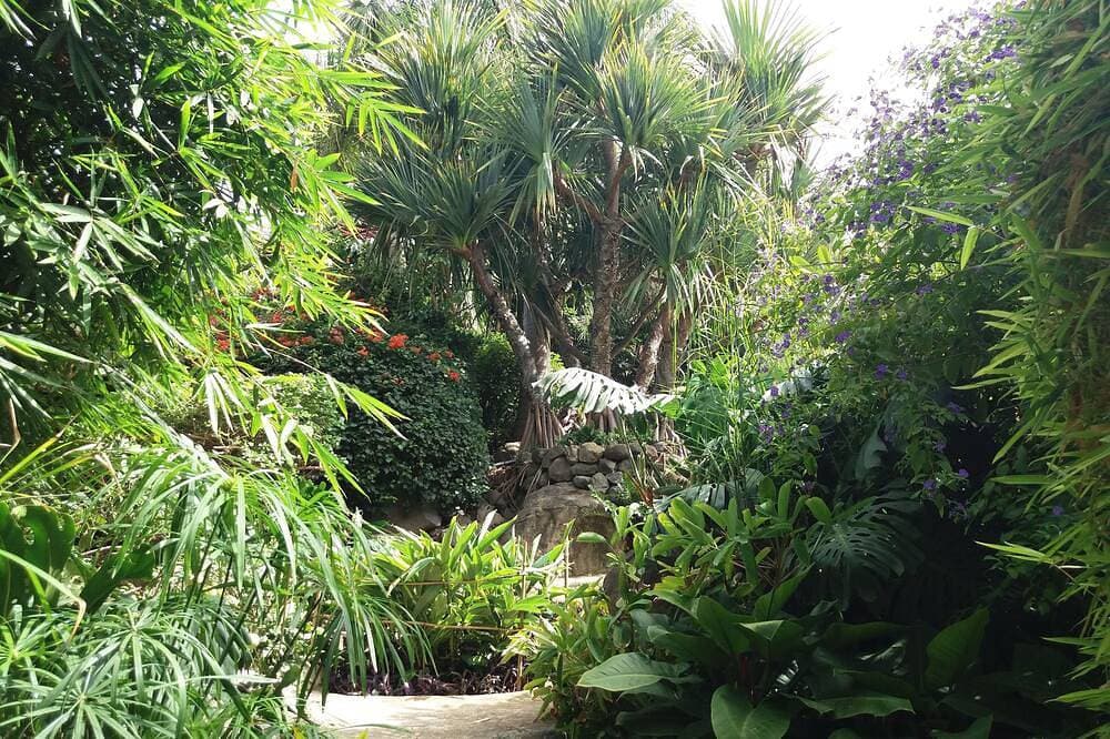 Foto 7 von 30: 10.000 m2 tropischer, ruhiger Garten in der Nähe des Meeres, Glasfaser-WLAN
