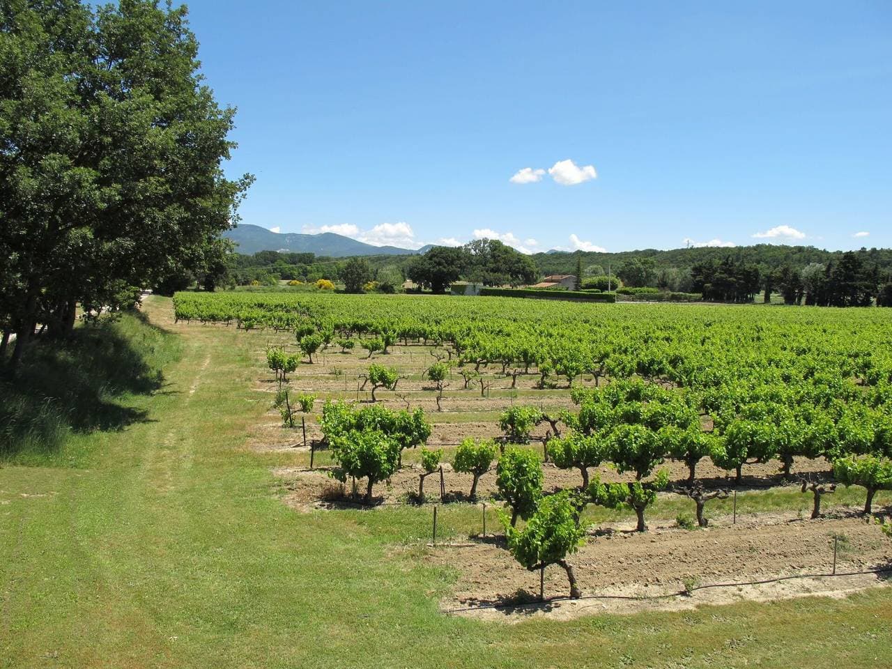 Foto 5 von 14: La Cardeline - La Cardeline 628.1