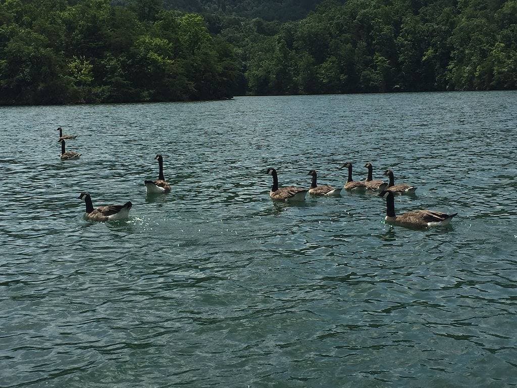 Foto 10 von 21: Abgeschiedene Waterfront Get Away am Smith Mountain Lake