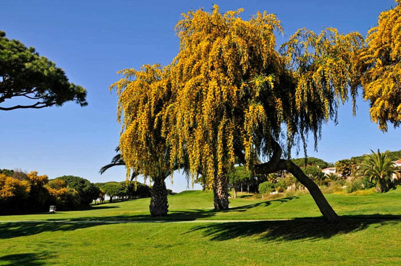 Foto 11 von 24: Charming Vale Do Lobo Villa | Casa Vale Do Lobo 832A | 3 Bedrooms  | Short Walk To Praca