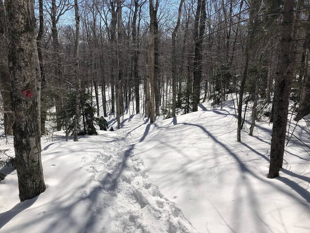 Foto 6 von 37: Gemütliches Bergschneehuhn auf Ski Home Trail
