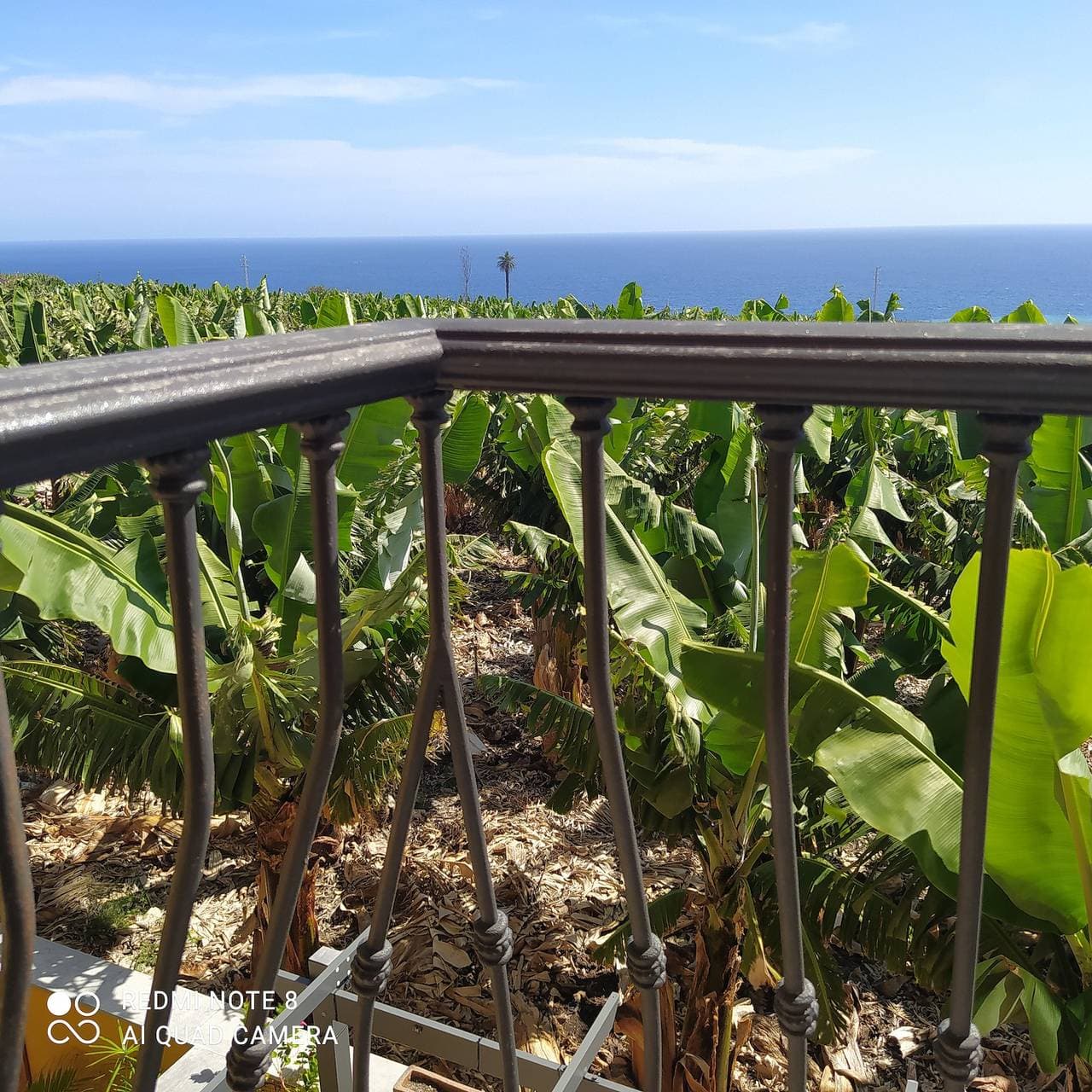 Foto 6 von 68: Clover „Trail Mountain La Palma“ mit Meerblick