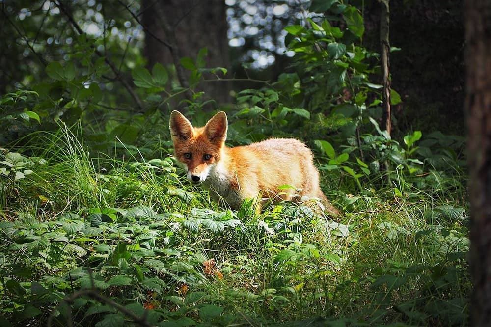 🦊 Cabane du Renard 1
