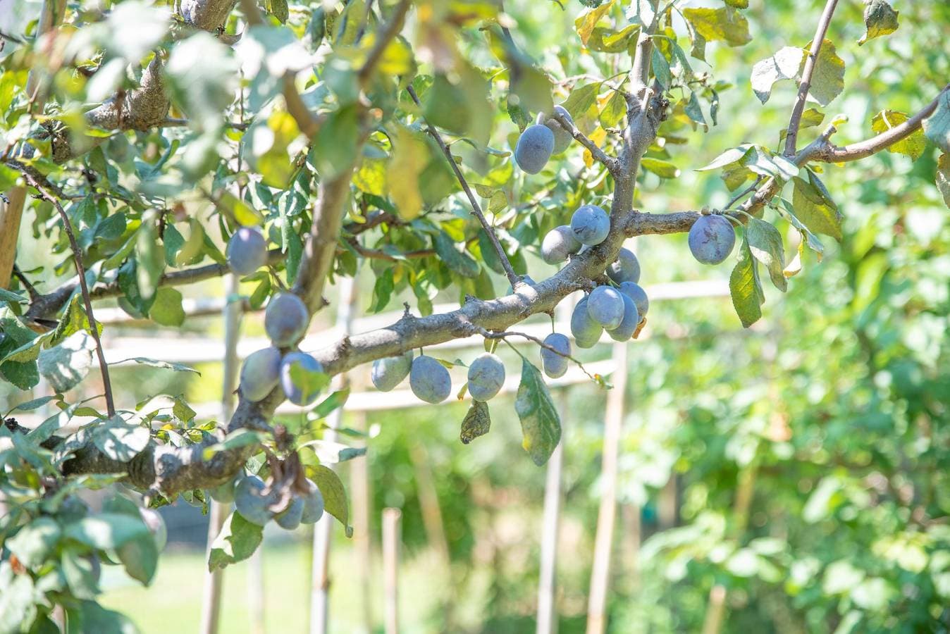 Foto 4 von 38: Mit großem Garten und ruhiger Lage – Villetta Olivastro