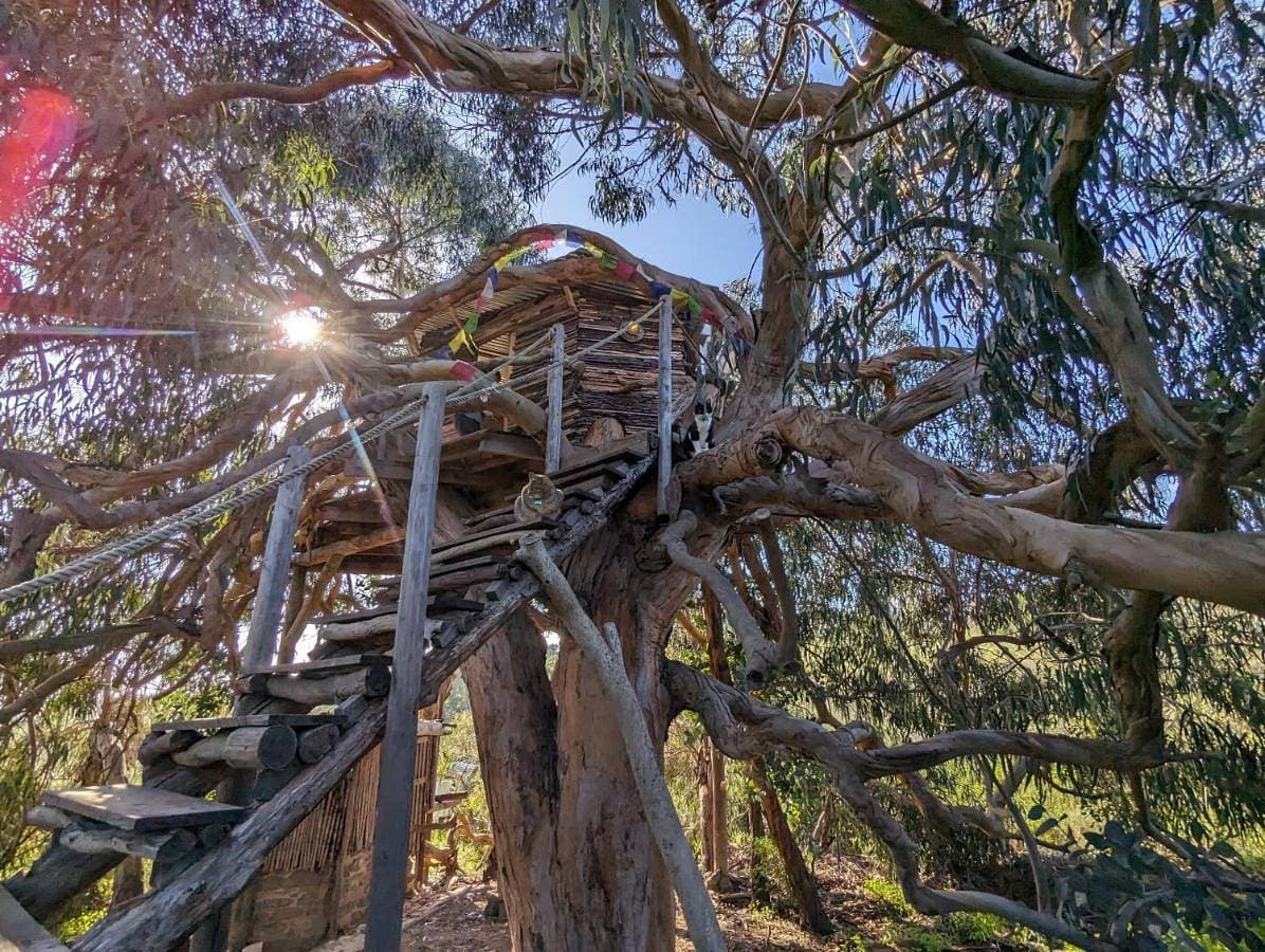 Magical Treehouse 1