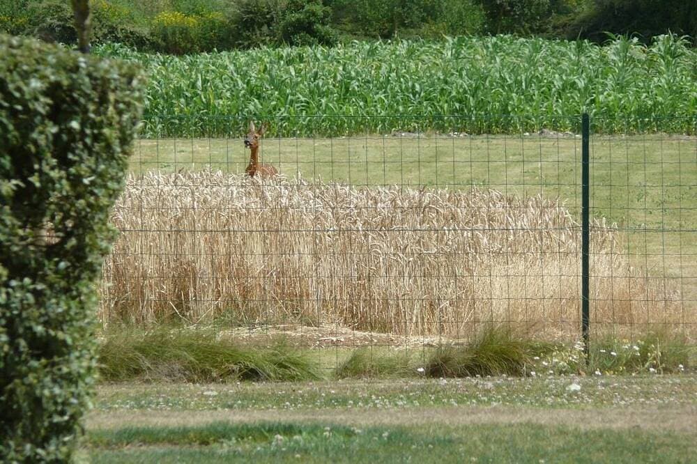 Foto 6 von 6: Country gite near Grandéols Indre
