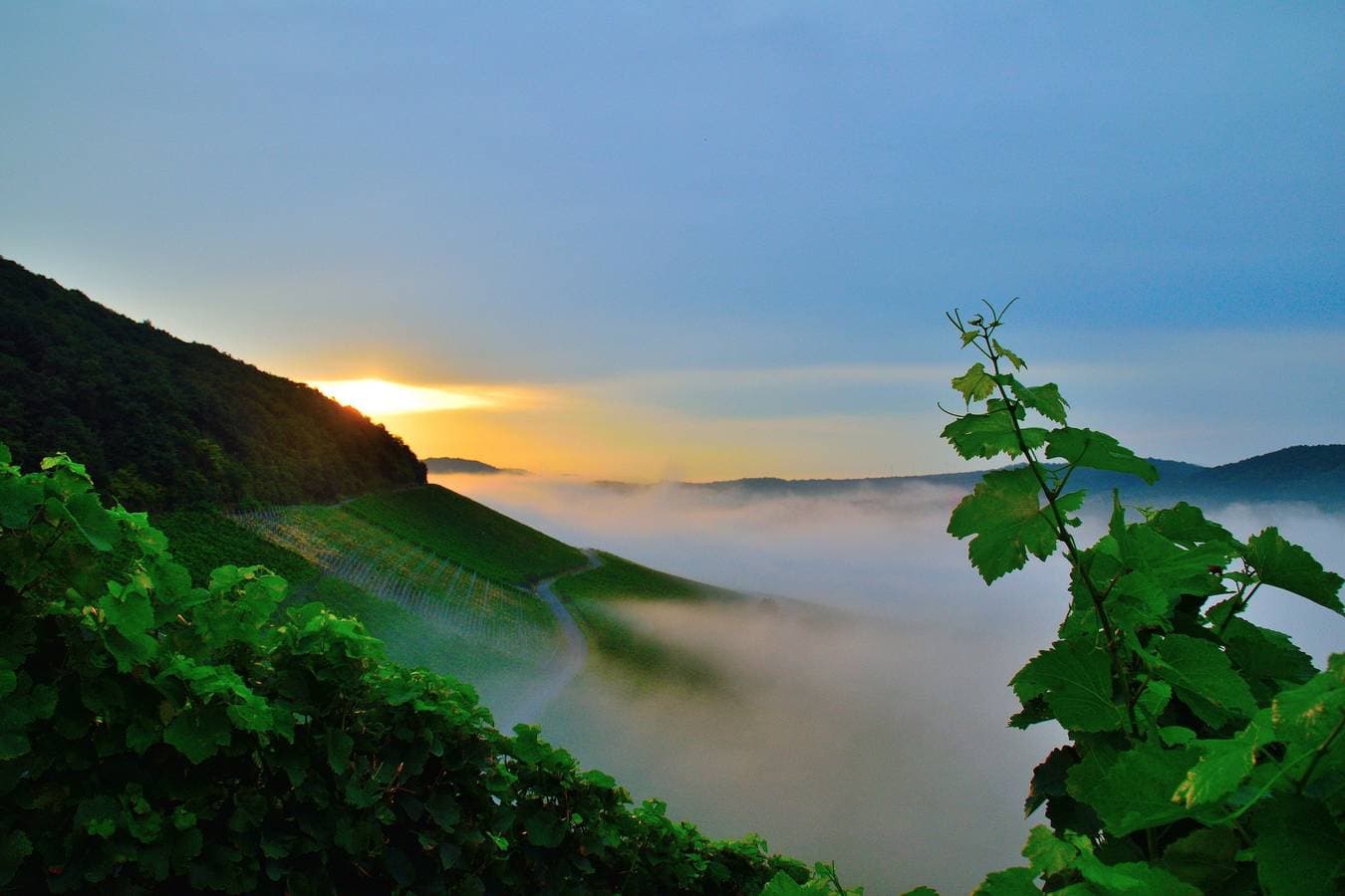 Winzerhof Düring 1