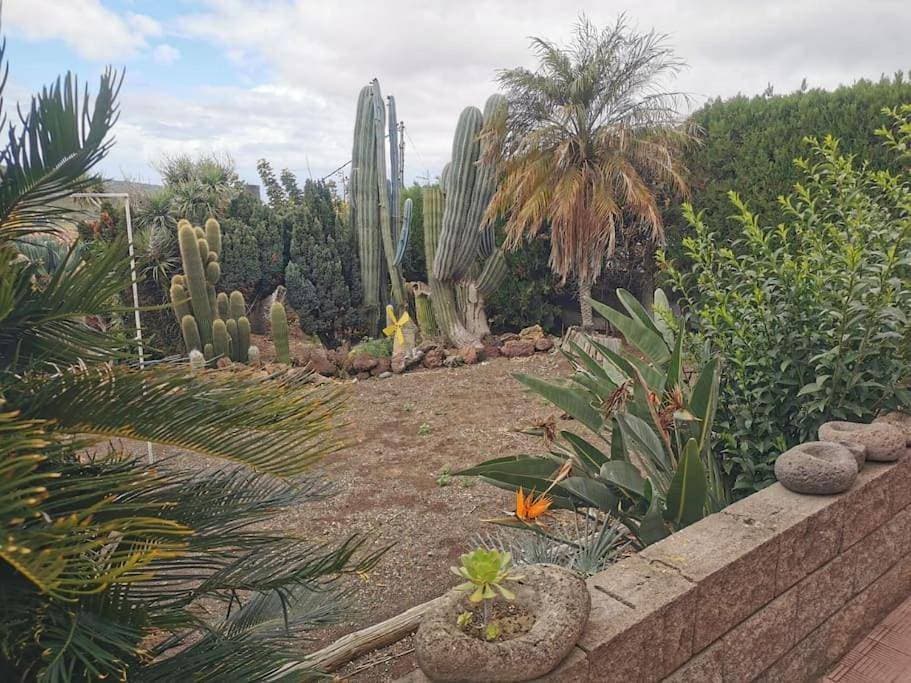 Los Cactus 1
