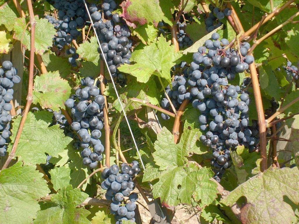Foto 3 von 14: Weingut & Winzerhof Spengler - Doppelzimmer inklusive Frühstück
