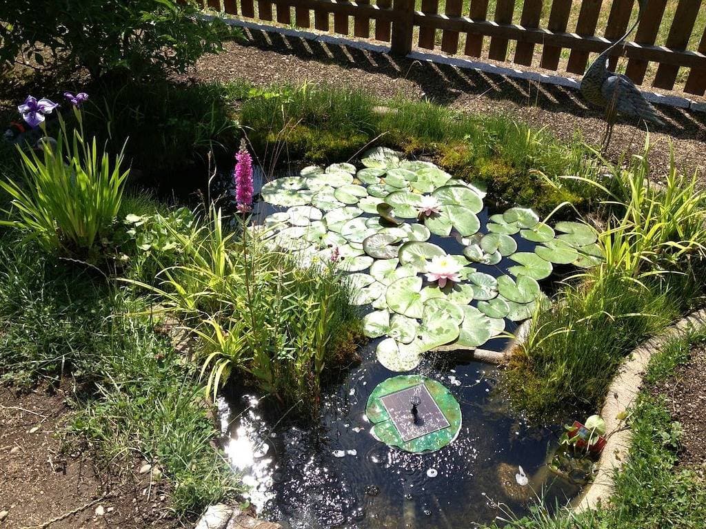 Foto 7 von 28: Rosengarten im Ferienhaus Carola