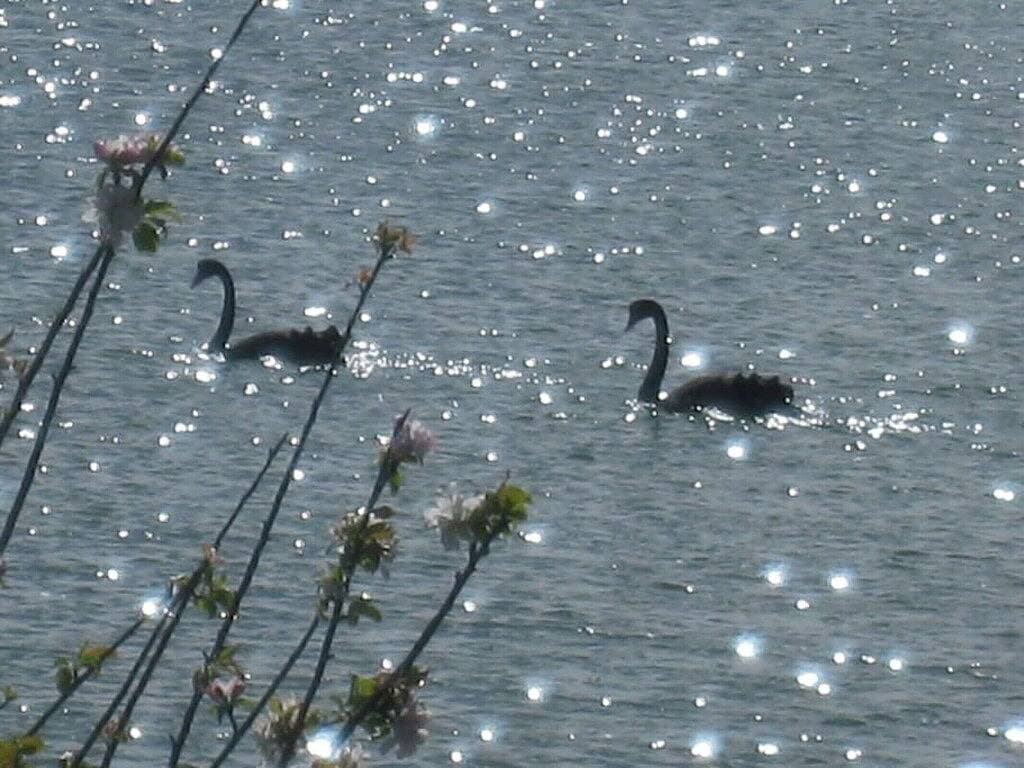 Foto 12 von 21: Tides Reach- Luxus mit absoluter waterfrontage