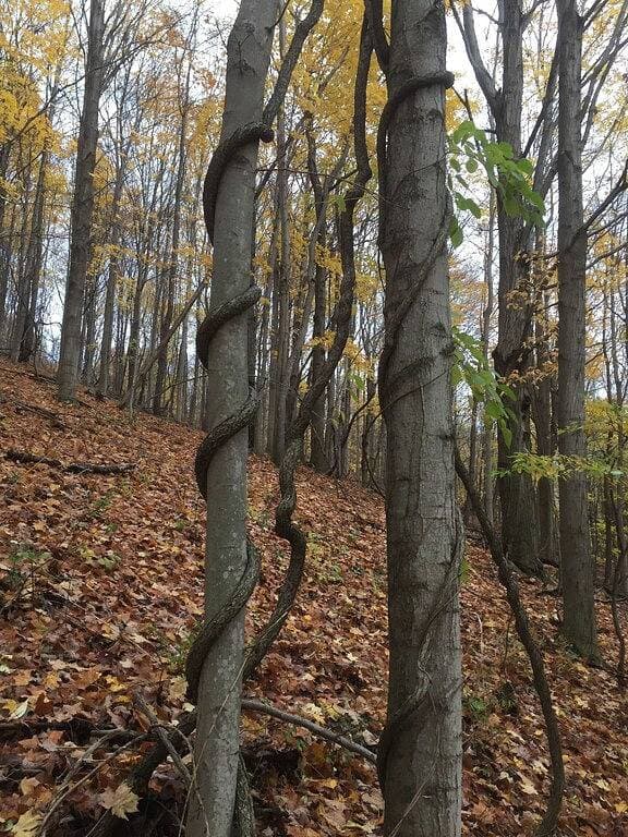 Das magische Baumhaus von Chez 'Tree Rest thront 35' über dem Waldboden! 1