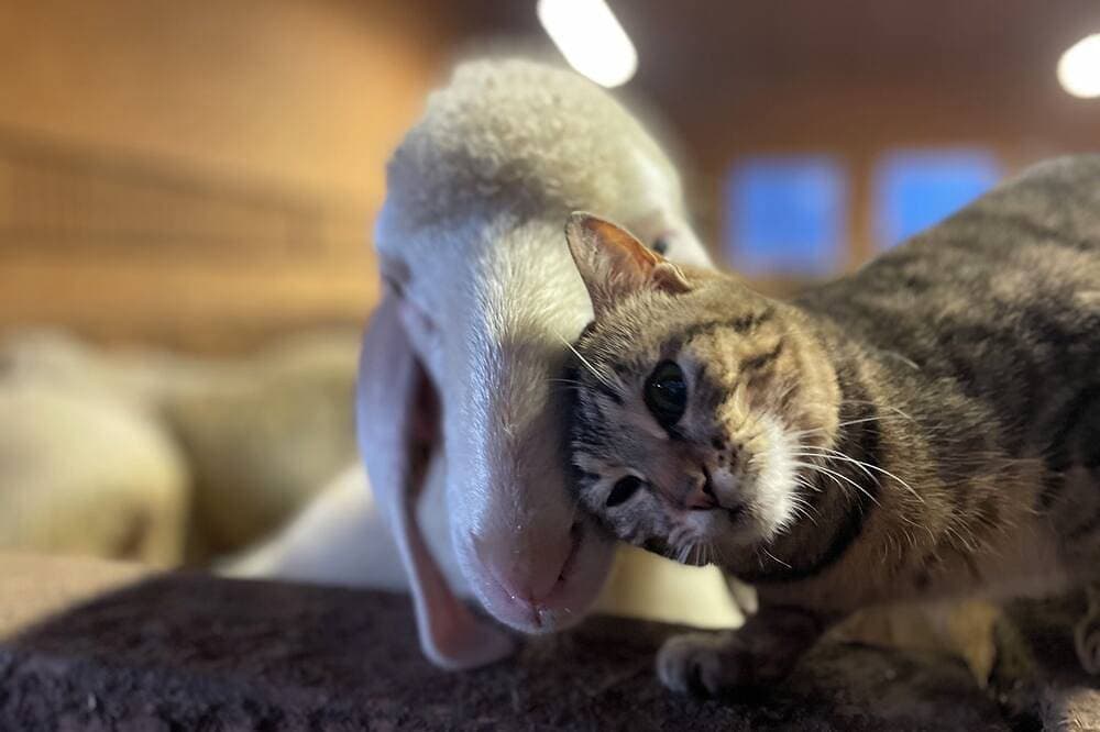 Foto 10 von 30: Gemütliche Wohnung Bauernhof, mit Kleintierhaltung  schön und ruhig gelegen !