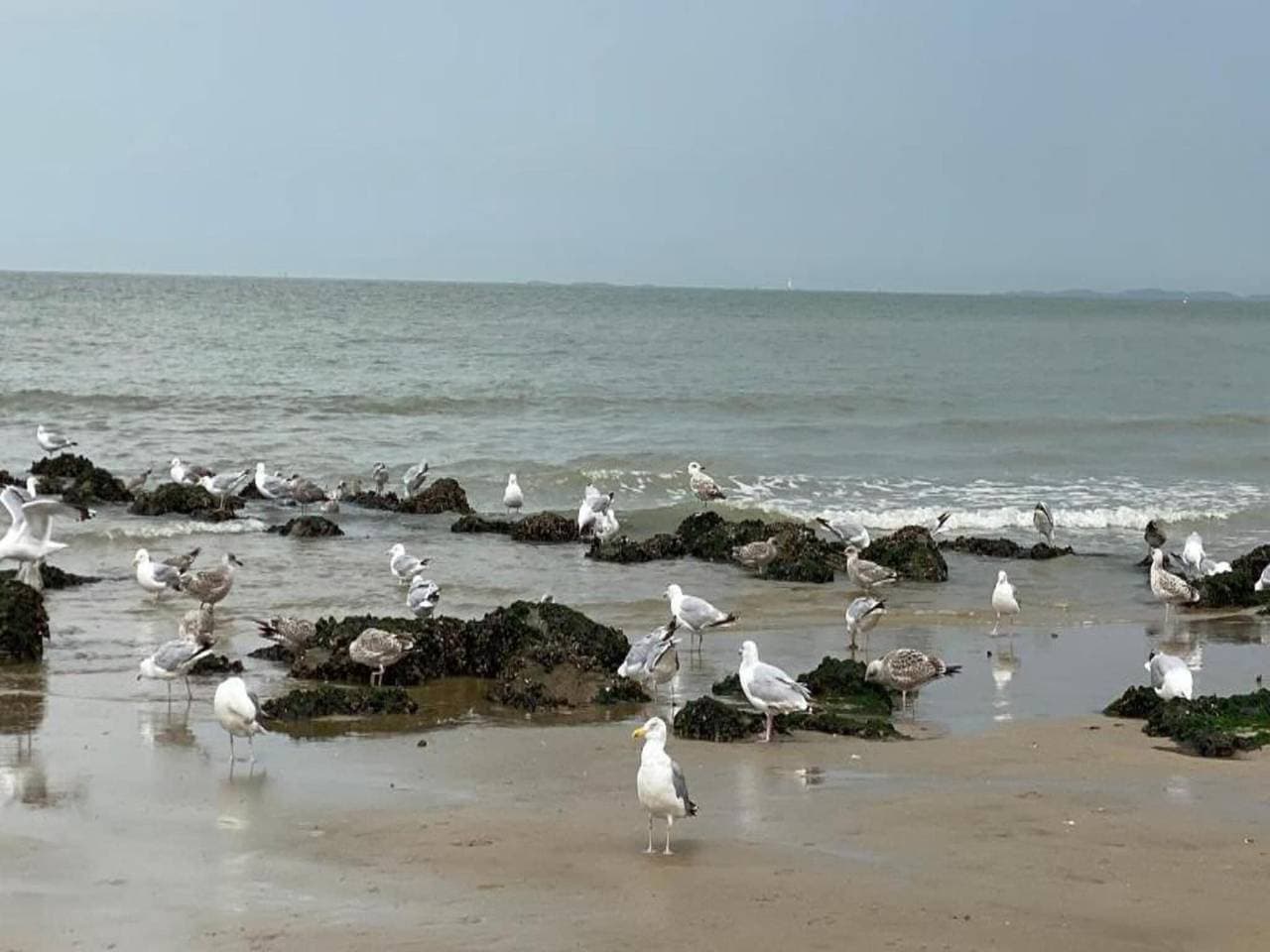 Foto 10 von 38: Studio in Knokke-Heist am Strand
