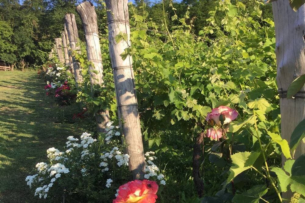 Foto 10 von 21: Apartment Ortensia (Hortensie)