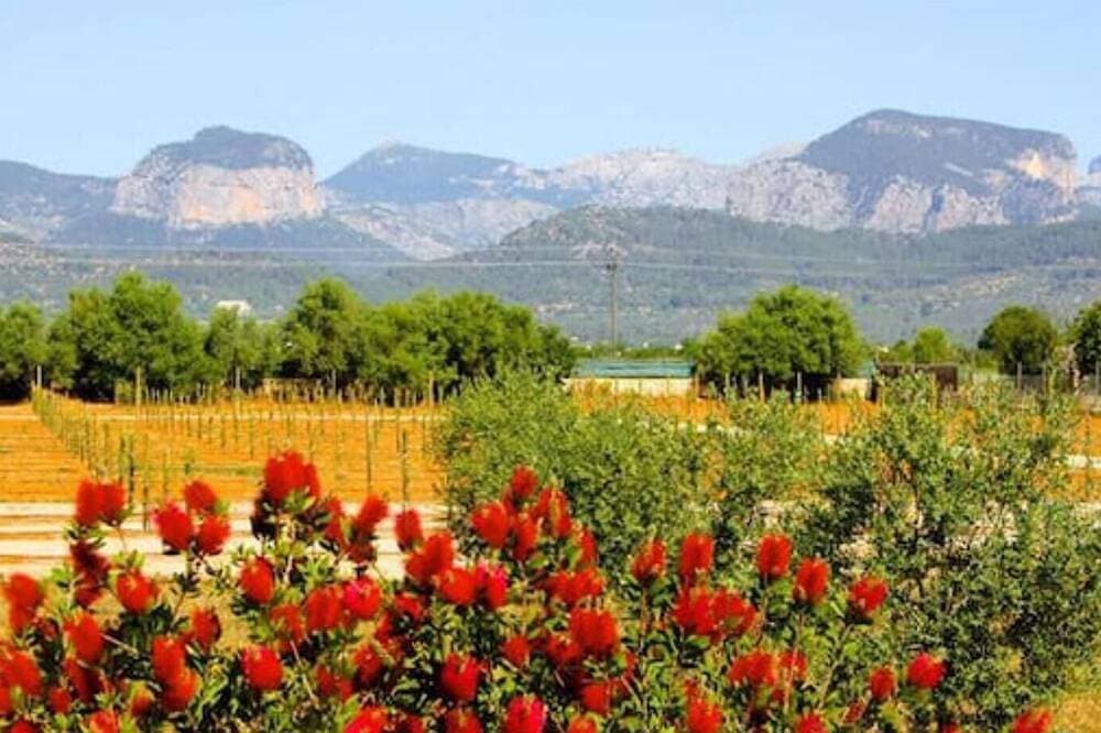 Foto 13 von 24: Villa Ponent, your little paradise in the middle of more than 1200 olive trees