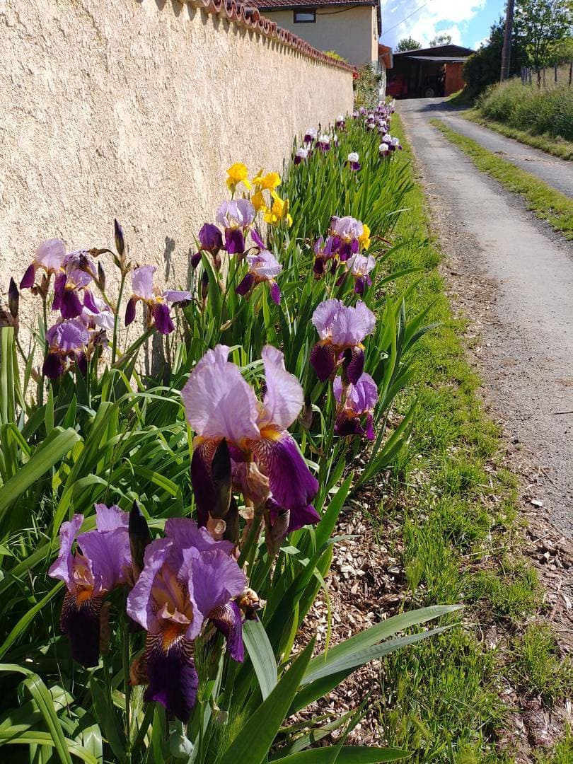 Foto 5 von 37: Terres de Cerises