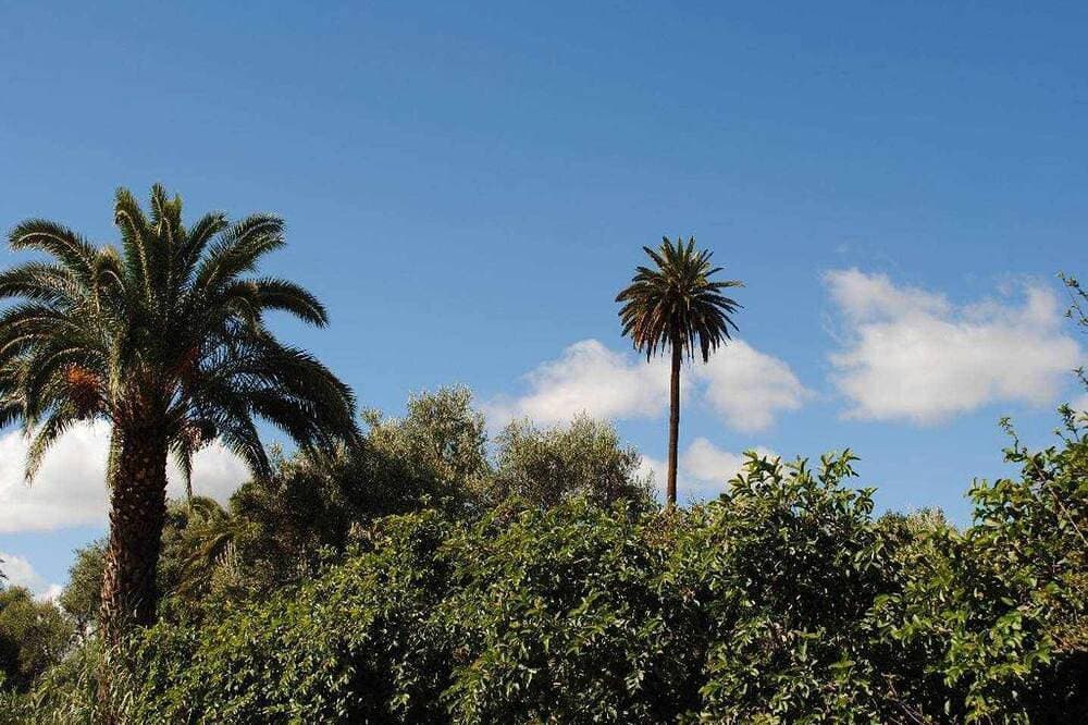 Foto 12 von 30: Die Palmeral del Valle