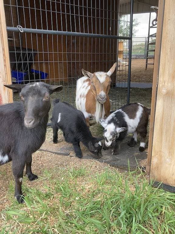 Foto 9 von 31: Country Living Private Apt w/Mini Petting Zoo