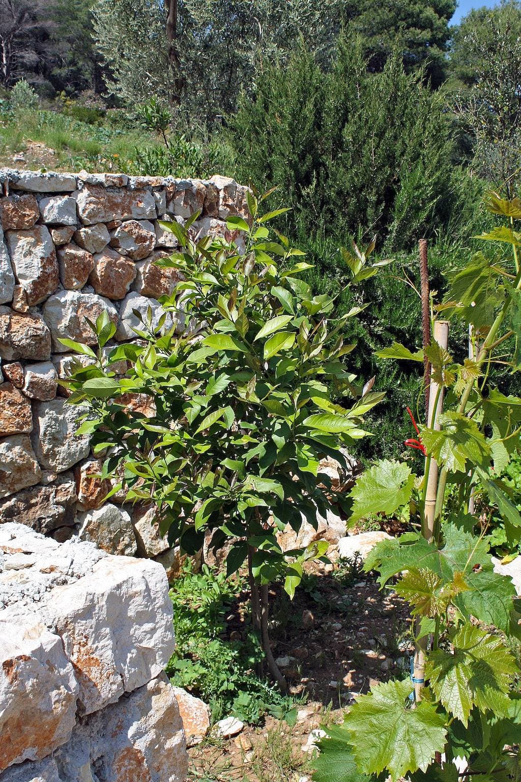 Foto 8 von 25: 1-Zimmer-Ferienwohnung mit Balkon Bucht Saplunara, Mljet A-4923-a