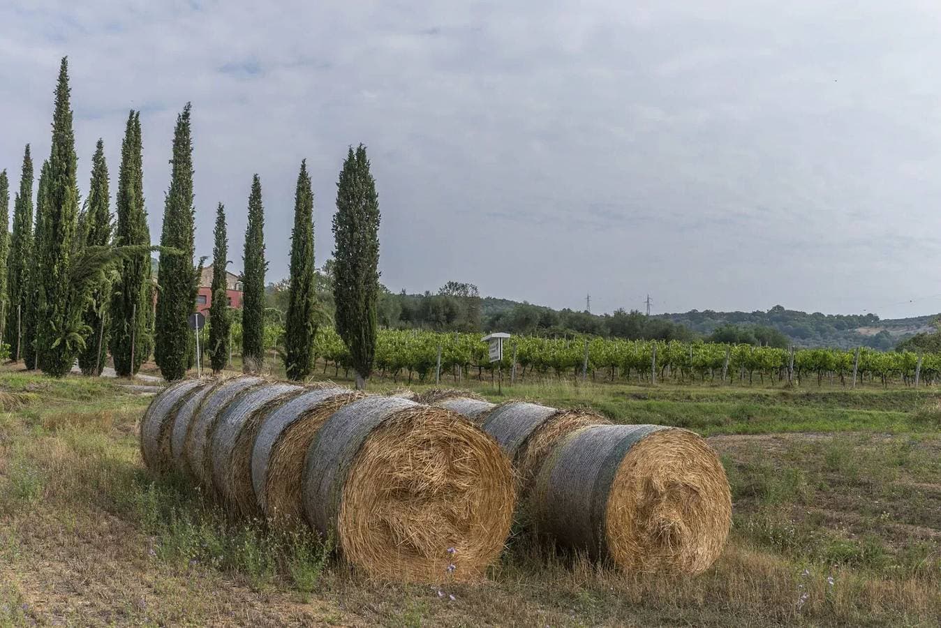 Foto 6 von 16: Agriturismo le Case Rosse di Montebuono - Oliveto