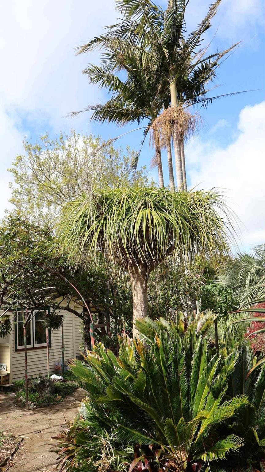 Foto 11 von 17: Tranquil Early 1900s Retreat in Auckland with Free Parking