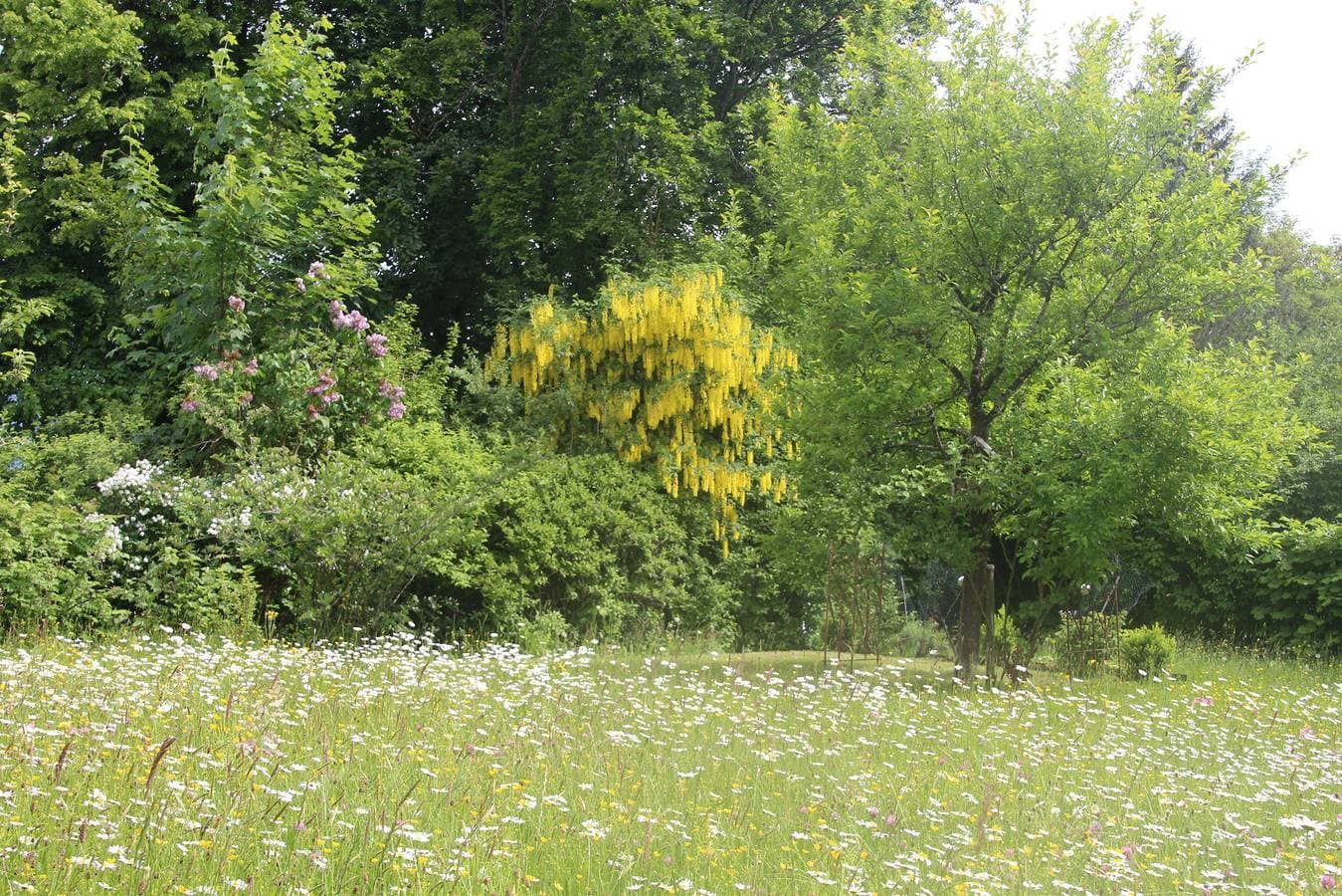 Foto 9 von 17: Fewo Schwalbennest, Königscard