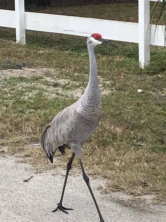 Foto 5 von 38: Das tierfreundliche Vogelhaus am malerischen Withlacoochee River