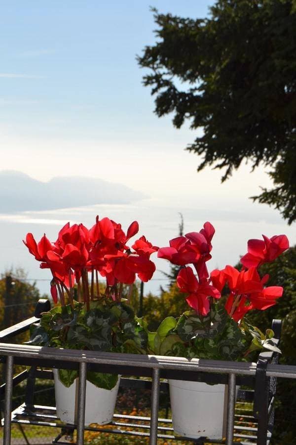 Foto 4 von 5: Apartment with Lake View