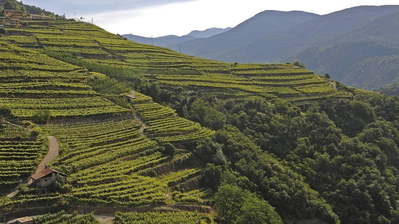 Cà Dina - Appartamento in Val di Cembra 1