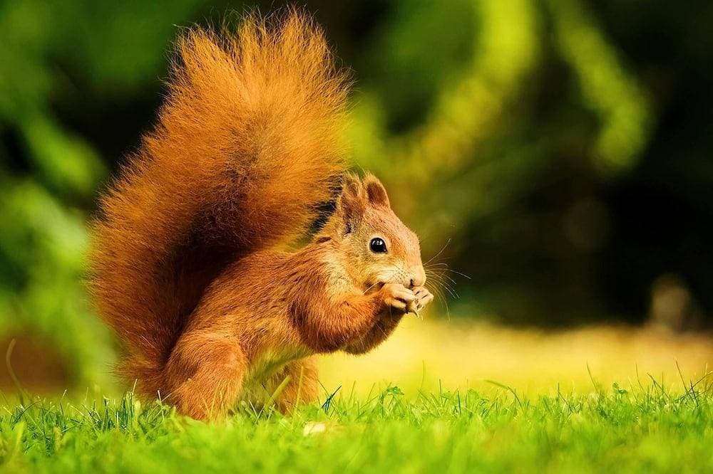 🐿️ Cabane de l'Ecureuil 1