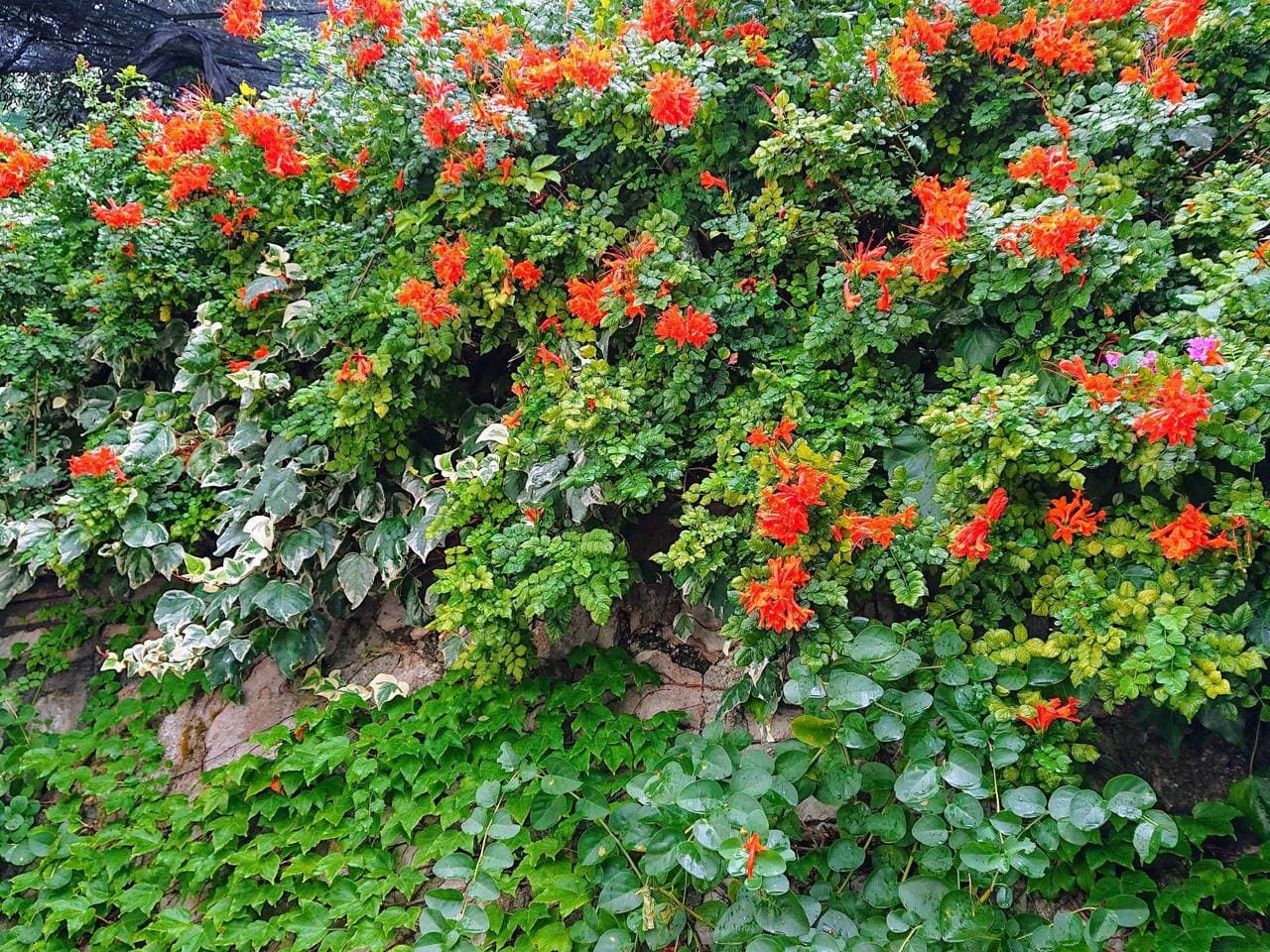 Foto 4 von 29: Villa l'Ulivina - Entspannung Garten Sonnenterrasse