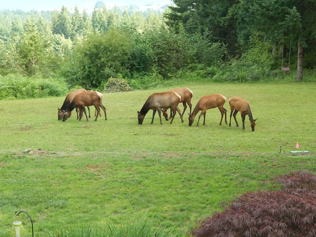 Foto 13 von 14: Wunderschöne Suite mit Panoramablick auf den Columbia River